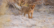 African lion (Panthera leo) cub standing and looking around, before lying down, Okavango Delta, Botswana.