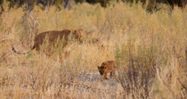African lion (Panthera leo) mother with cubs. The cubs walk around while the mother yawns and defecates. Okavango Delta, Botswana.