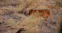 Tracking shot of African lion (Panthera leo) cub walking through Kalahari scrub and leaving the frame, Okavango Delta, Botswana.