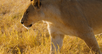 Tracking shot of African lion (Panthera leo) female walking across open grassland, Khwai, Okavango Delta, Botswana.