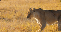 Tracking shot of African lion (Panthera leo) female walking across open grassland, Khwai, Okavango Delta, Botswana.