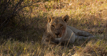 African lion (Panthera leo) female lying down in shaded grassy patch and looking while she is grooming herself. The animal is licking her paw which is covered in blood and mud. Khwai, Okavango Delta,...