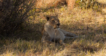 African lion (Panthera leo) female lying down in shaded grassy patch. The animal stands up and walks out of frame. Khwai, Okavango Delta, Botswana.