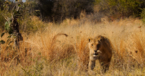 African lion (Panthera leo) female walking through long grass towards the camera, Khwai, Okavango Delta, Botswana.