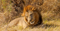 African lion (Panthera leo) male lying in long grass and grooming his mane, Okavango Delta, Botswana.