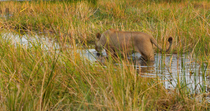 African lion (Panthera leo) stalking through water, Khwai, Okavango Delta, Botswana.