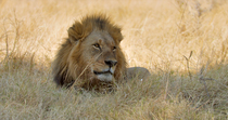 African lion (Panthera leo) male lying in the shade and falling asleep, Okavango Delta, Botswana.