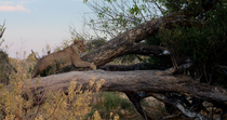 African lion (Panthera leo) female sniffing while lying down on a fallen tree, Okavango Delta, Botswana.