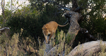 African lion (Panthera leo) female climbing down a fallen tree and then leaving the frame, Okavango Delta, Botswana.