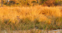 African lion (Panthera leo) wading through water, meeting another lion on the bank. The two lions bound towards each other, playing, eventually disappearing into the long grass. Khwai, Okavango Delta,...