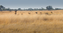 African lion (Panthera leo) pride watching from long grass, Okavango Delta, Botswana.