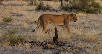 Tracking shot of African lion (Panthera leo) female walking through Kalahari scrub. The animal leaves the frame. Okavango Delta, Botswana.