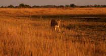 African lion (Panthera leo) female walking in early morning light, Okavango Delta, Botswana.