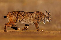 RF - Iberian lynx  (Lynx pardinus) walking over dry ground, Finca de Penalayo, Castilla, Spain. Endangered.  (This image may be licensed either as rights managed or royalty free.)