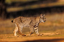 Iberian lynx  (Lynx pardinus) walking over dry ground, Finca de Penalayo, Castilla, Spain. Endangered.