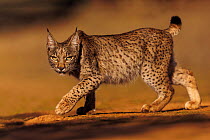 Iberian lynx  (Lynx pardinus) prowling, Finca de Penalayo, Castilla, Spain. Endangered.