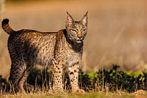 Iberian lynx  (Lynx pardinus) standing in grassland, Finca de Penalayo, Castilla, Spain. Endangered.