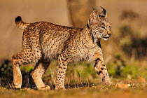RF - Iberian lynx  (Lynx pardinus) walking over grass, Finca de Penalayo, Castilla, Spain. Endangered. (This image may be licensed either as rights managed or royalty free.)