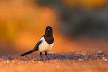 European magpie (Pica pica) standing on dry ground, Penalajo, Castilla, Spain. February.