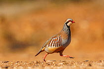 Red partridge (Alectoris rufa) walking over dry ground, Penalajo, Castilla, Spain. February.