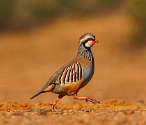 RF - Red partridge (Alectoris rufa) walking over dry ground, Penalajo, Castilla, Spain. February. (This image may be licensed either as rights managed or royalty free.)