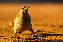 Iberian green woodpecker (Picus sharpei) standing on dry ground with legs apart, Sierra de Andujar Natural Park, Andalusia, Spain. February.
