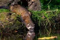 European polecat (Mustela putorius) with its nose in water, hunting for frogs in pond, Ille-et-Vilaine, Brittany, France. August.