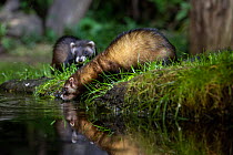 Two European polecats (Mustela putorius) drinking from  pond, Ille-et-Vilaine, Brittany, France. August.