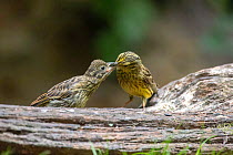 Yellowhammer (Emberiza citrinella) female, perched on tree stump feeding chick, Ille-et-Vilaine, Brittany, France. August.