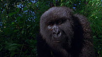 Eastern mountain gorilla (Gorilla beringei beringei) female looking around and leaving frame. Juvenile behind pauses and looks around, Virunga National Park, Democratic Republic of Congo, 1996. Critic...