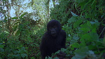 Eastern mountain gorilla (Gorilla beringei beringei) infant following female walking up slope. Female leaves frame and infant pauses and looks around, Virunga National Park, Democratic Republic of Con...