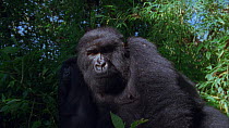 Eastern mountain gorilla (Gorilla beringei beringei) female with juvenile, sitting in vegetation and looking around, Virunga National Park, Democratic Republic of Congo, 1996. Critically endangered.