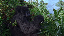 Eastern mountain gorilla (Gorilla beringei beringei) female  feeding and looking around, Virunga National Park, Democratic Republic of Congo, 1996. Critically endangered.