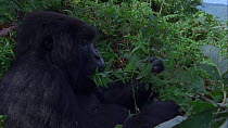 Eastern mountain gorilla (Gorilla beringei beringei) female feeding on vegetation before walking off and leaving frame, Virunga National Park, Democratic Republic of Congo, 1996. Critically endangered...