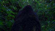 Tracking shot of Eastern mountain gorilla (Gorilla beringei beringei) female walking through vegetation, Virunga National Park, Democratic Republic of Congo, 1996. Critically endangered.