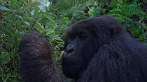 Eastern mountain gorilla (Gorilla beringei beringei) female gathering vegetation and feeding whilst looking around, Virunga National Park, Democratic Republic of Congo, 1996. Critically endangered.