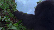 Eastern mountain gorilla (Gorilla beringei beringei) female gathering vegetation and feeding, Virunga National Park, Democratic Republic of Congo, 1996. Critically endangered.