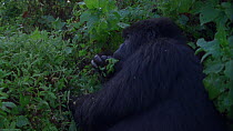 Eastern mountain gorilla (Gorilla beringei beringei) female feeding on leaves whilst sitting in vegetation, Virunga National Park, Democratic Republic of Congo, 1996. Critically endangered.