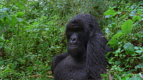 Eastern mountain gorilla (Gorilla beringei beringei) blackback sitting in vegetation and looking around, Virunga National Park, Democratic Republic of Congo, 1996. Critically endangered.