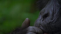 Eastern mountain gorilla (Gorilla beringei beringei) grooming face and feeding. Camera zooms out, revealing its face, Virunga National Park, Democratic Republic of Congo, 1996. Critically endangered.