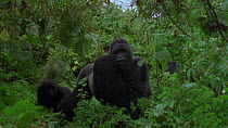Eastern mountain gorilla (Gorilla beringei beringei) male shaking head and feeding on vegetation. The camera zooms out showing foraging troop. Virunga National Park, Democratic Republic of Congo, 1996...