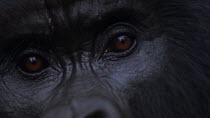 Close-up of Eastern mountain gorilla (Gorilla beringei beringei) gorilla's eyes as it looks forward, Virunga National Park, Democratic Republic of Congo, 1996. Critically endangered.