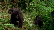 Eastern mountain gorilla (Gorilla beringei beringei) juveniles playing as they enter and leave frame, whilst female sleeps behind, Virunga National Park, Democratic Republic of Congo, 1996. Critically...
