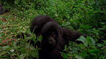 Eastern mountain gorilla (Gorilla beringei beringei) juveniles playing and looking into camera as female sleeps behind, Virunga National Park, Democratic Republic of Congo, 1996. Critically endangered...