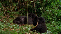 Eastern mountain gorilla (Gorilla beringei beringei) juvenile swinging from vine. The camera zooms out, revealing two females sleeping behind. Virunga National Park, Democratic Republic of Congo, 1996...