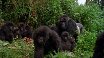 Eastern mountain gorilla (Gorilla beringei beringei) male and troop looking towards camera. The camera zooms out as juveniles move forward to investigate.Virunga National Park, Democratic Republic of...