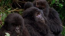 Eastern mountain gorilla (Gorilla beringei beringei) juveniles grooming themselves and looking around. Zooms out from close up to mid-shot. Virunga National Park, Democratic Republic of Congo, 1996. C...
