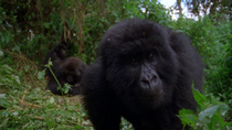 Eastern mountain gorilla (Gorilla beringei beringei) juvenile looking forward as infant places hands on its back before walking off, while others feed behind, Virunga National Park, Democratic Republi...