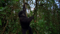 Eastern mountain gorilla (Gorilla beringei beringei) infant hanging from vine, grabbing at vegetation with hand and looking around, Virunga National Park, Democratic Republic of Congo, 1996. Criticall...