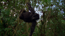 Eastern mountain gorilla (Gorilla beringei beringei) infant hanging from vine and spinning before descending to ground, Virunga National Park, Democratic Republic of Congo, 1996. Critically Endangered...